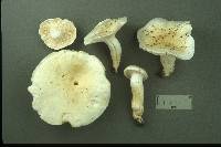 Hygrophorus sordidus image