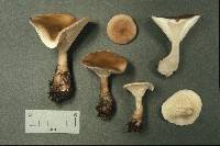 Ampulloclitocybe clavipes image