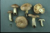 Lactarius mackinawensis image