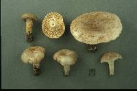 Lactarius circellatus image