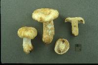 Russula crassotunicata image