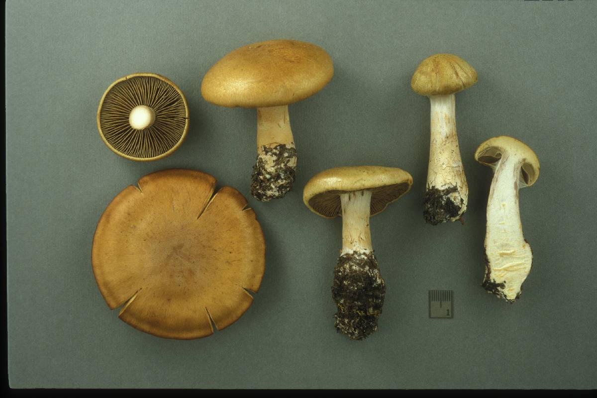 Cortinarius subtortus image