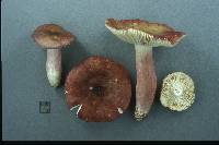 Russula queletii image