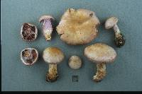 Cortinarius camphoratus image