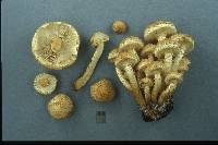 Pholiota squarrosa image