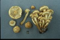 Pholiota squarrosa image