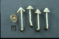 Inocybe umbratica image