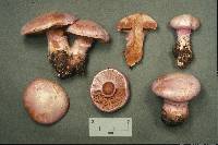 Cortinarius traganus image