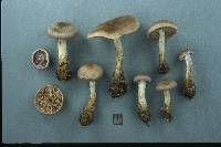 Cortinarius valgus image