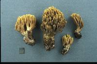 Ramaria testaceoflava image