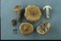 Inocybe maritimoides image