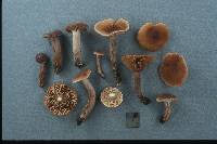 Lactarius camphoratus image