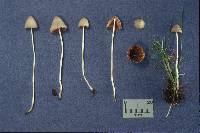 Conocybe albipes image