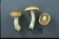 Cortinarius populinus image