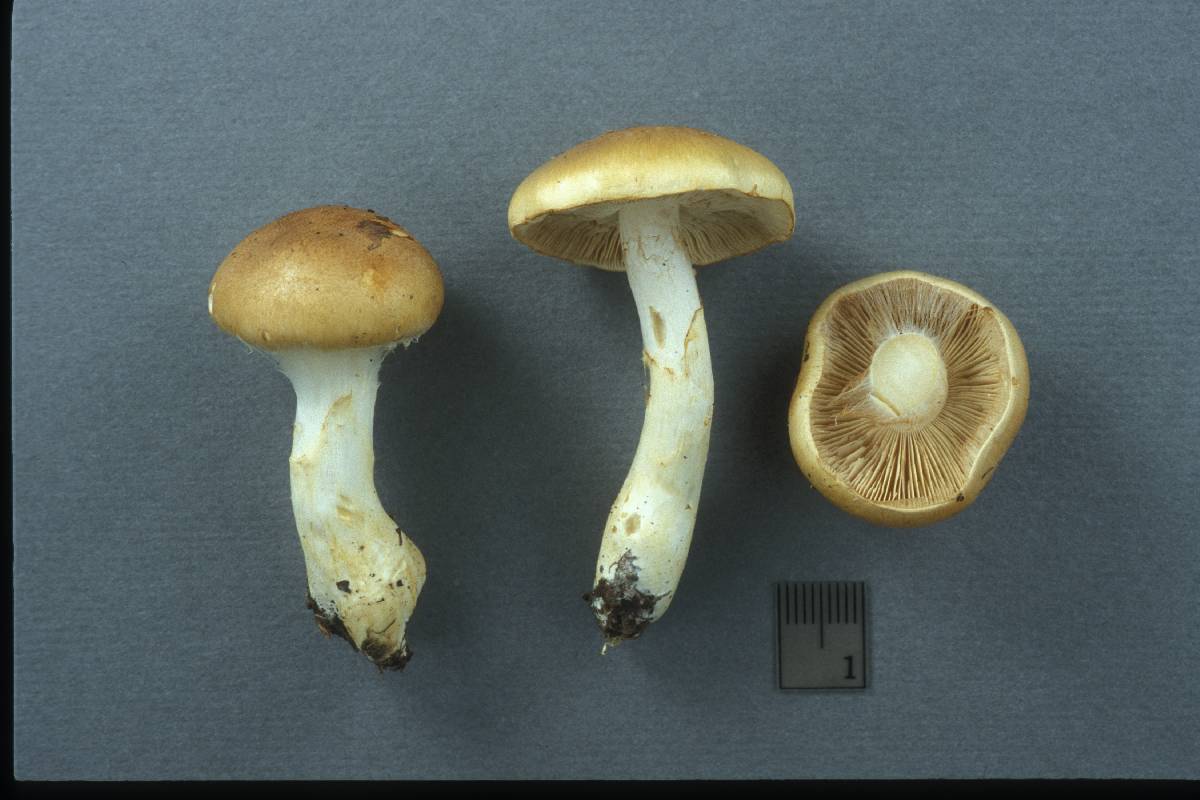 Cortinarius populinus image