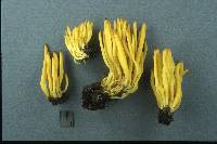 Clavulinopsis fusiformis image