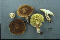 Suillus cavipes image