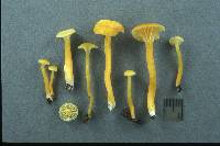 Hygrocybe parvula image