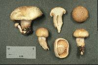 Hygrophorus monticola image