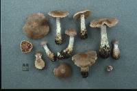 Cortinarius biformis image