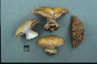 Cortinarius sphagnophilus image