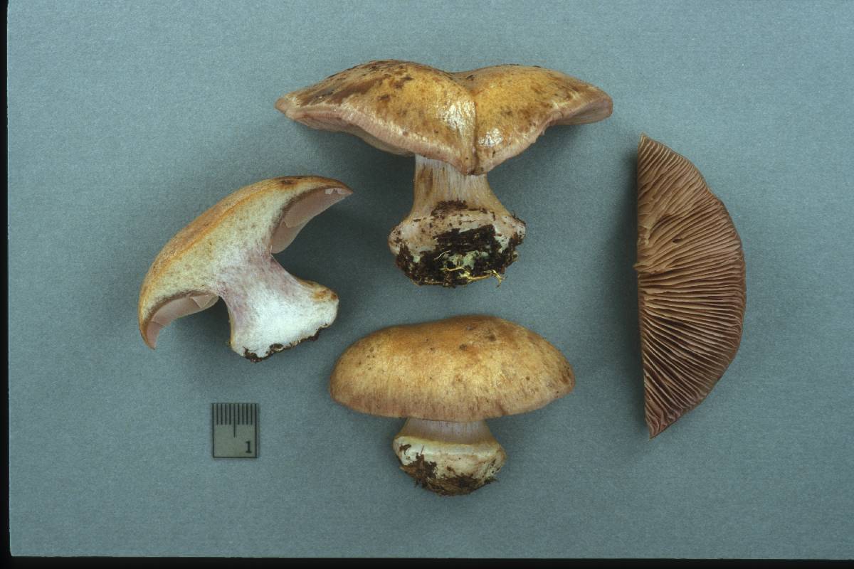 Cortinarius sphagnophilus image