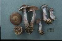 Cortinarius biformis image