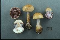 Cortinarius fulvoochrascens image