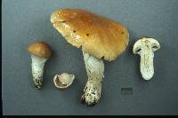 Cortinarius claricolor image