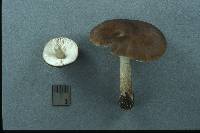 Pluteus nigrofloccosus image