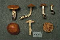 Cortinarius vibratilis image