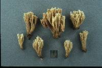 Ramaria suecica image