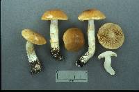 Cortinarius populinus image