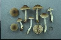 Entoloma turbidum image