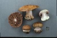 Cortinarius sphagnophilus image