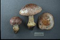 Cortinarius pseudopraestans image