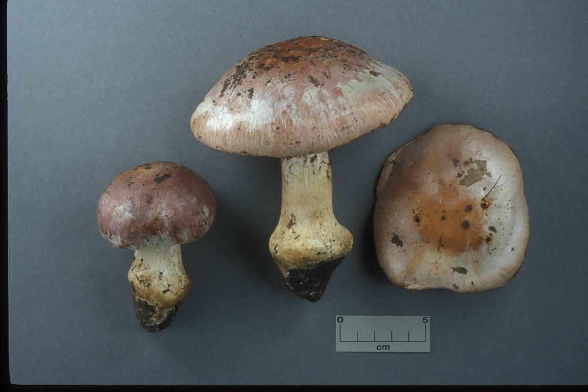 Cortinarius pseudopraestans image