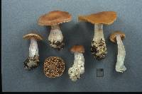 Cortinarius armeniacus image