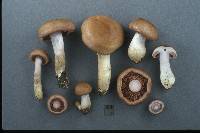 Cortinarius caninus image