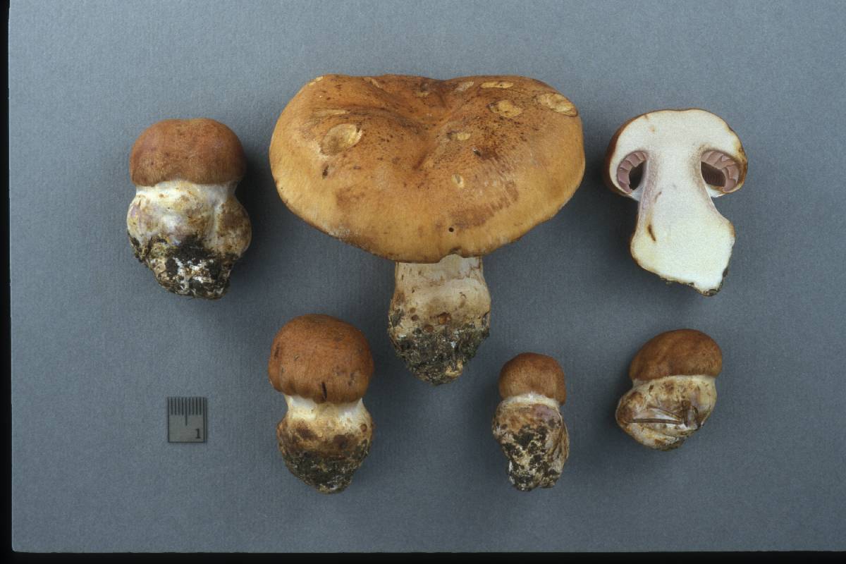 Cortinarius pseudoglaucopus image