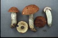 Leccinum insigne image