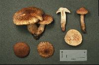 Tricholoma vaccinum image