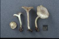 Clitocybe pruinosa image