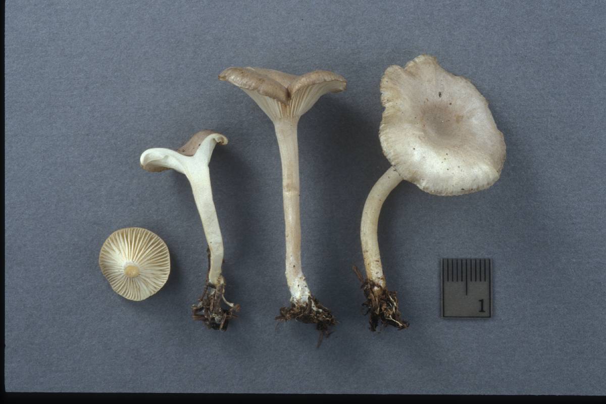 Clitocybe pruinosa image