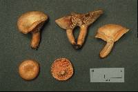 Lactarius thyinos image