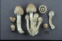 Coprinus variegatus image