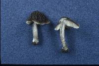 Pluteus thomsonii image