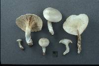 Clitopilus prunulus image