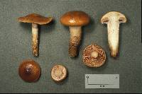 Cortinarius trivialis image