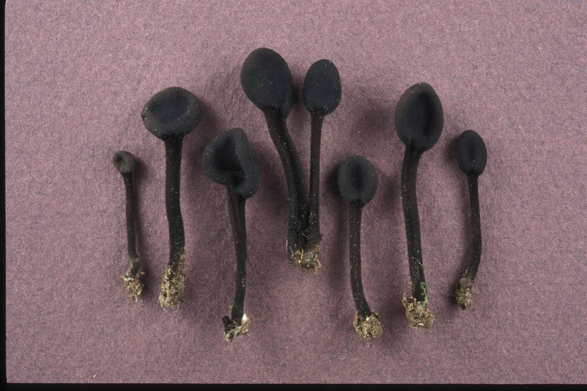 Trichoglossum velutipes image